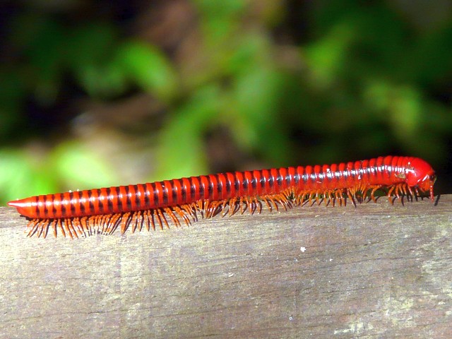 Red Millipede